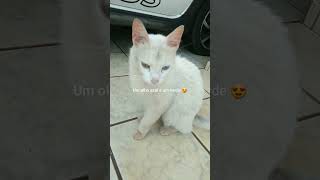 Amiguinho da minha Gata que tem Um olho azul e um verde #shortvideo #gatos