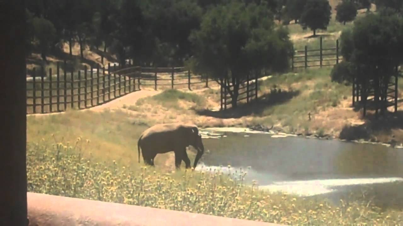 Elephant Plays With Water Near Lake PAWS playstation 3