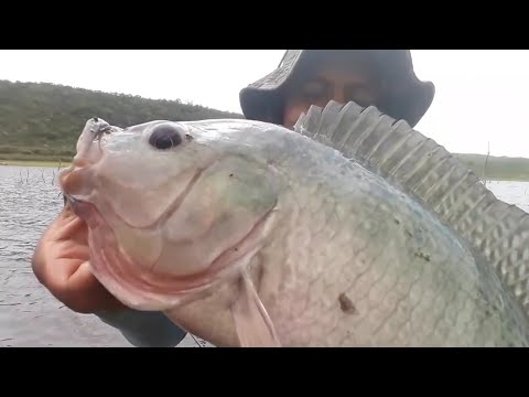 Como pescar tilapia , aprenda tudo sobre a pescaria de tilapia