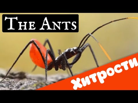 The Ants. Underground kingdom. Хитрости, о которых не говорят!
