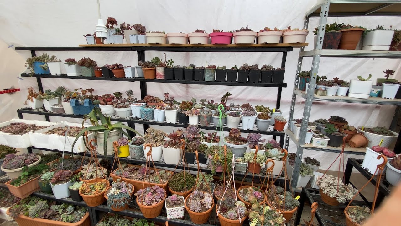 Ne umdum🥺Ne buldum⁉️/ Felaket⁉️#succulent 