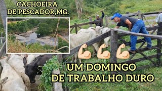 NOVILHAS NELORADAS.🐂🐂🐂