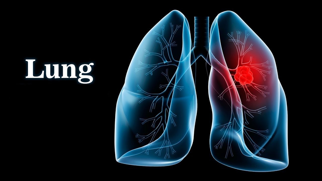 Pulmonary Ventilation System Respiratory YouTube