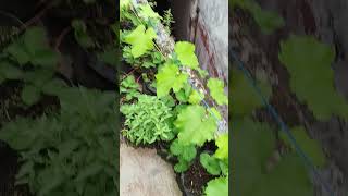 Cara Merawat Pohon Anggur #gardening #satisfying #nursery
