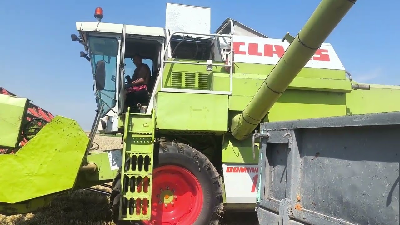 Початок жнив. Молотимо пшеницю. Комбайн Class dominator 108 sl.