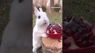 Cute Bunny eating  carrot ❤️🐰🥕 Please subscribe