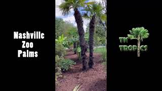 Nashville Zoo Palms