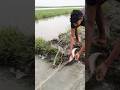 পানির লনে জাল পেতে বড়ো বোয়াল মাছ ধরলো। #shorts #fishing #shortsviral #trending