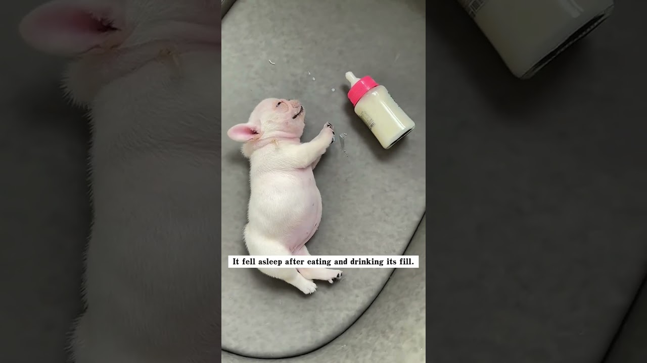 I found a little animal in the grass. It looked so pitiful that I took it home, and then…