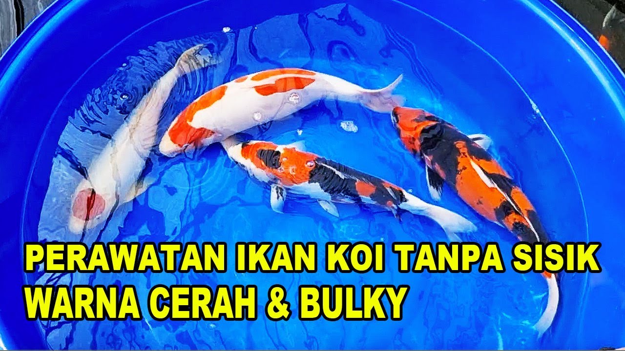 Koi Doitsu Sanke Tanpa Sisik Merah Hitam: Keindahan dan Cara Merawatnya Koi Doitsu Sanke Tanpa Sisik Merah Hitam: Keindahan dan Cara Merawatnya