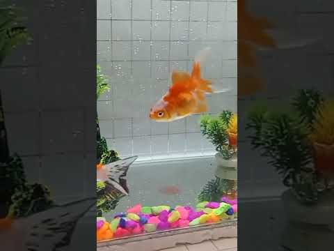 ikan koki ikan