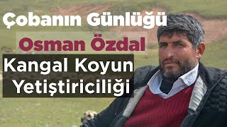 Çobanın Günlüğü Osman Özdal- Kangal Koyunu