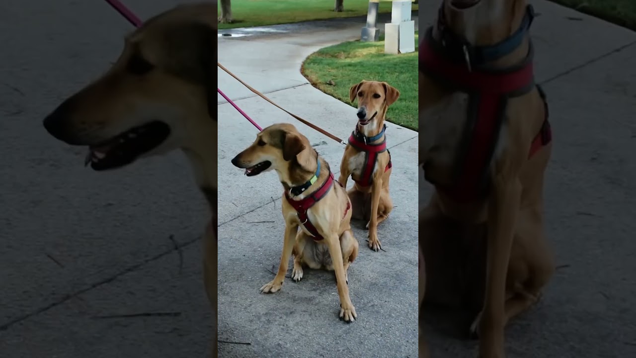 Open your eyes to DAMAC Hills—stunning landscapes and vibrant living spaces all around. 