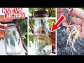 NUEVO MÉTODO: Acodo aéreo con agua para REPRODUCIR cualquier  ÁRBOL o planta