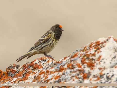 Türk Kanaryası (Serinus Pusillus)