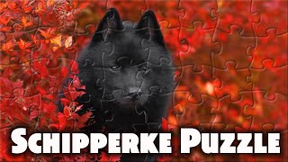 Schipperke  Schipperke puzzle  Dogs puzzle #WAPPuzzle