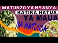 MATUNZO YA NYANYA KATIKA HATUA YA MAUA NA MATUNDA MATUNZO YA NYANYA KATIKA HATUA YA MAUA NA MATUNDA