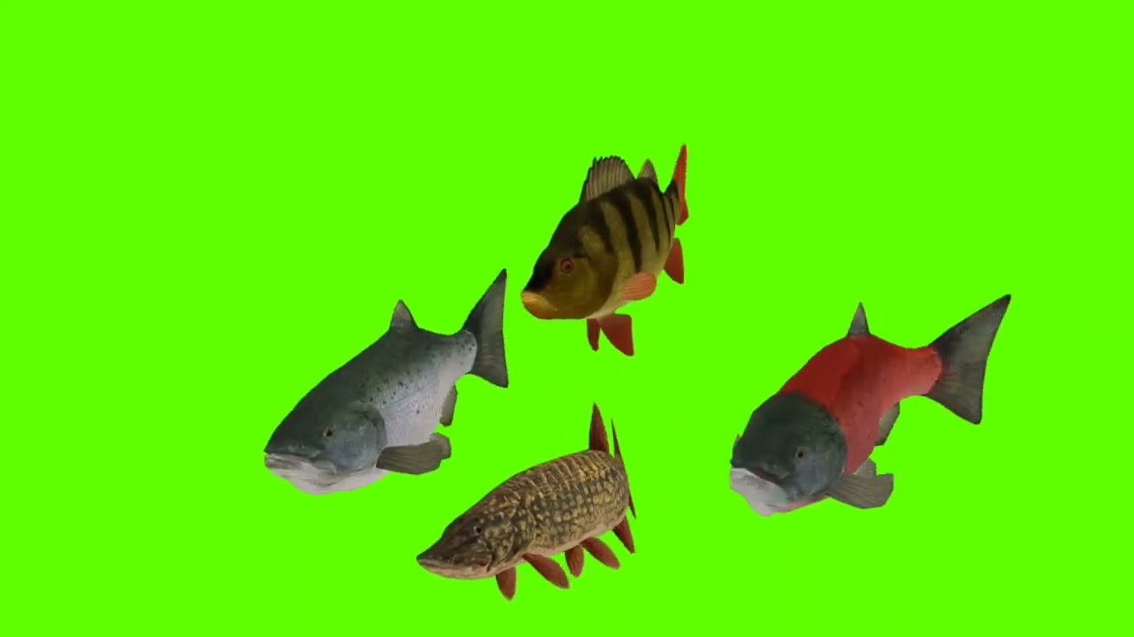 Fish green screen video |fish green screen no copyright 
