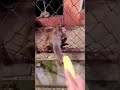 Monkeys go crazy when they see bananas#Animals #funnyvideos #monkey
