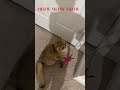 Meows