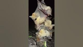 SUARA KELELAWAR LIAR LANGSUNG DARI ALAM