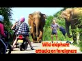 Foreign tourists mauled by wild elephants