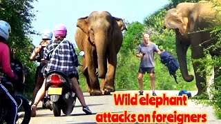 Foreign tourists mauled by wild elephants
