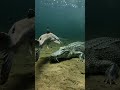 Catfish underwater vs crocodile#nature #shortsviral #viralvideo #catfish