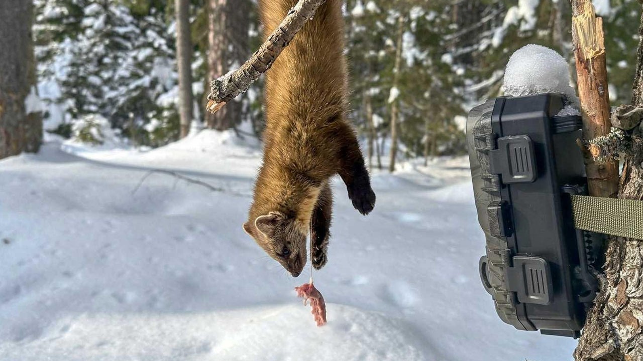 Спрятал мясо в НЕДОСТУПНОМ месте, но этот Хищник УДИВИЛ! Что сняла Фотоловушка?