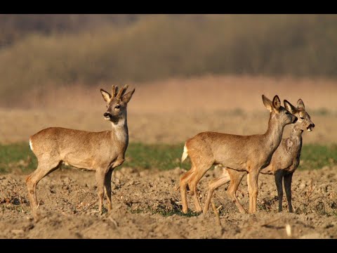 Rehe, Deer, sehr großer \