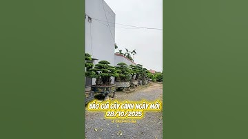 BÁO GIÁ CÂY CẢNH NGÀY MỚI – GIÁ CÔNG KHAI, MINH BẠCH #caycanh #bonsai #bonsaitree #sorts
