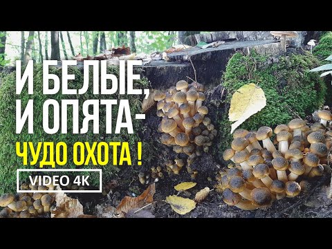 И БЕЛЫЕ, И ОПЯТА - ЧУДО ОХОТА ! 12 октября 2022 года. Сбор грибов белых и опят медовых.