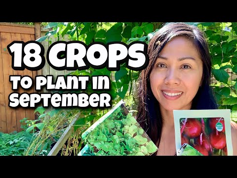 Βίντεο: Τι είναι το Purple Sprouting Broccoli: Purple Sprouting Broccoli Growing
