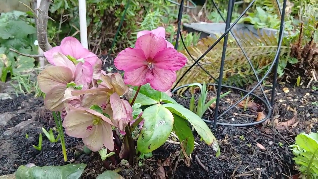 Back garden wander 15th February 