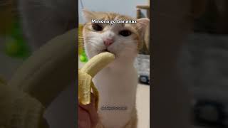 'Minions Go Bananas' by cats ❤️part 2