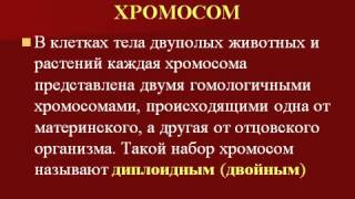 Структура и функции хромосом.AVI Структура и функции хромосом.AVI