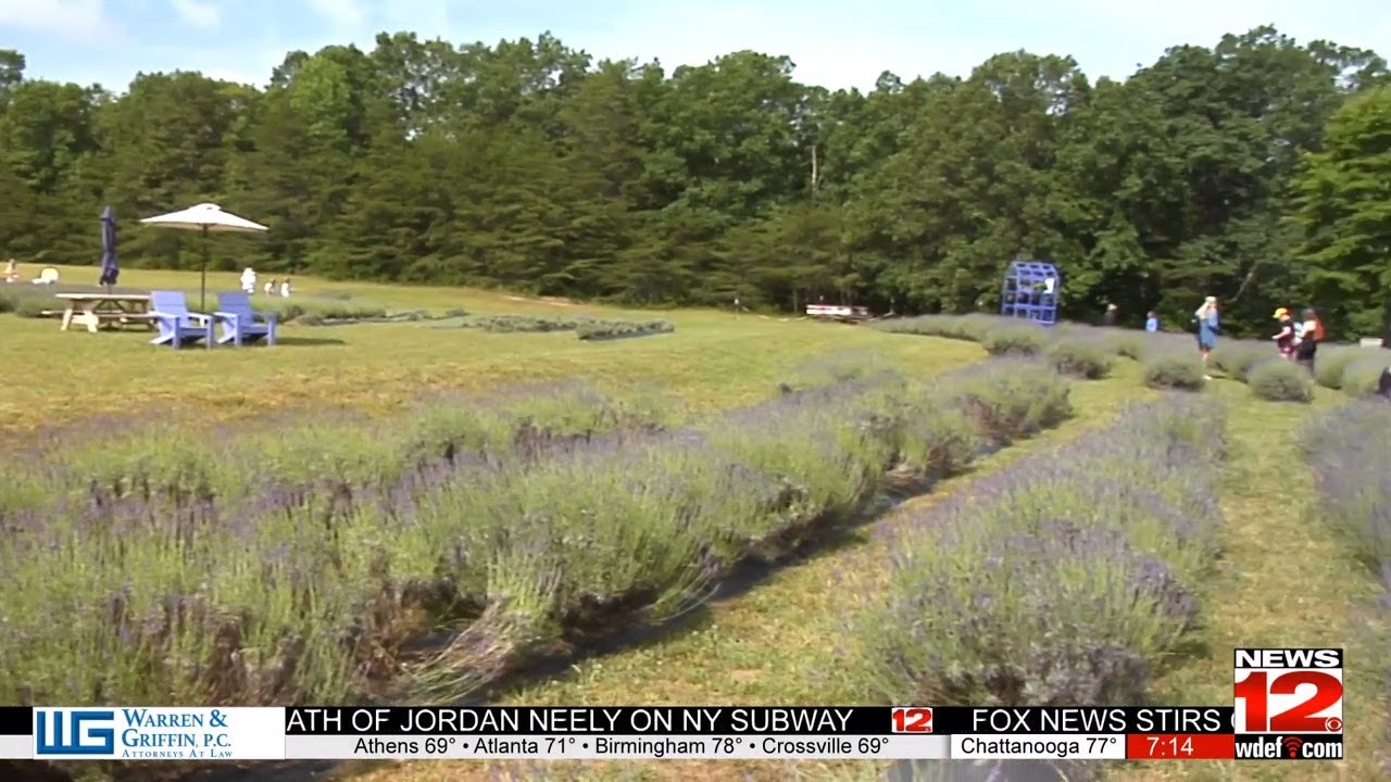 More to the Story with Staley: Lavender Farm
