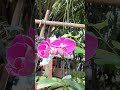 ngắm hoa