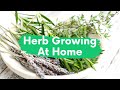 Herb growing at home indoors outdoors light kit pot  guide