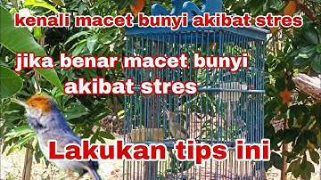 Cara mengatasi prenjak macet bunyi akibat stres,, di jamin cepat bunyi lagi
