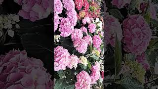 @Ghazanfar Ali
