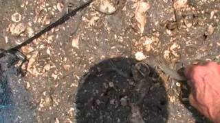 No blennies, gobies or snapping shrimp -- but a SURPRISE!.wmv