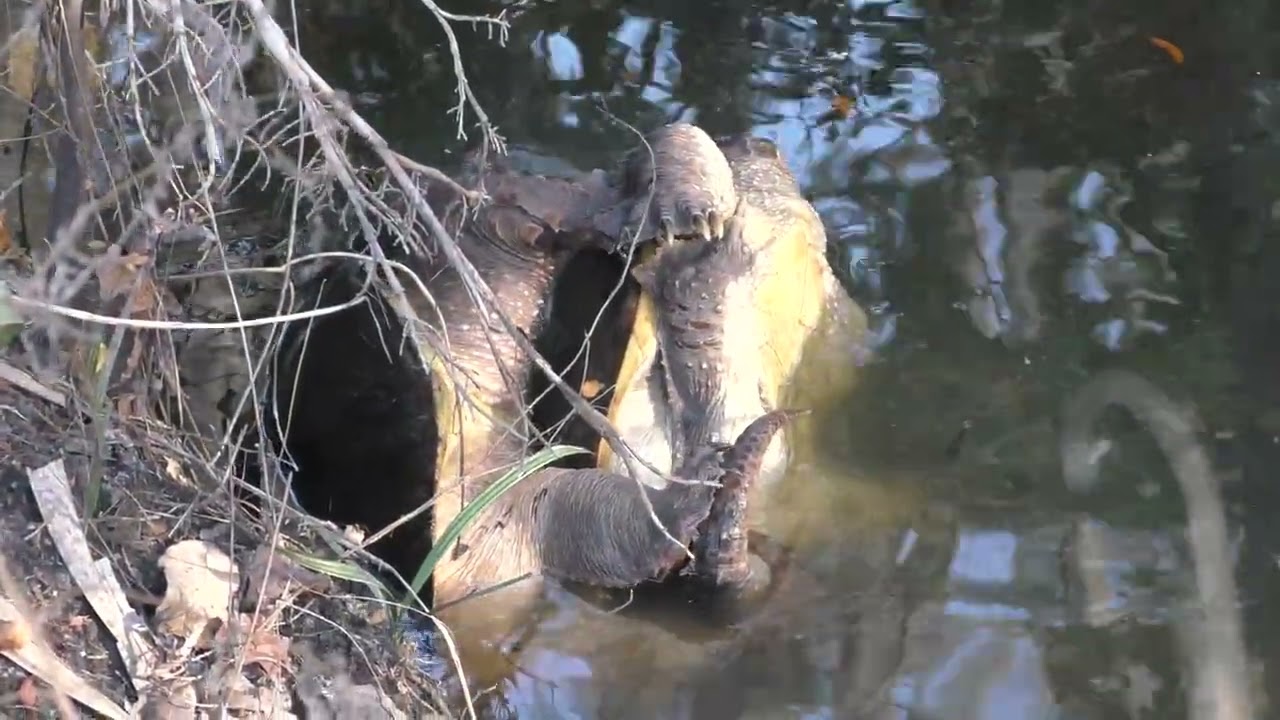 Snapping turtles mating --- 1 hour into it --- in The Villages, Florida