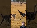 #egzonibrahimi #سورة_الإخلاص #ikhlas #shortvideo #nature