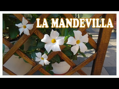 Video: I Mandevilla hanno tuberi - Scopri come coltivare Mandevilla dai tuberi