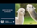 How to Raise Alpacas