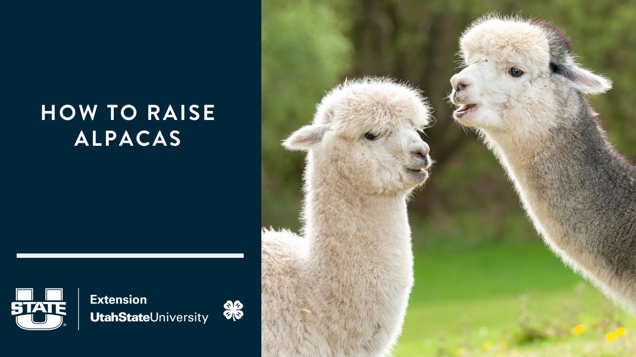 SURPRISED Alpaca Shearing Technique 🦙 - Alpaca Wool Processing in