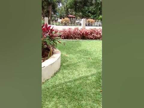 Gorinka bird 🐦#shorts viral😍😘 - YouTube