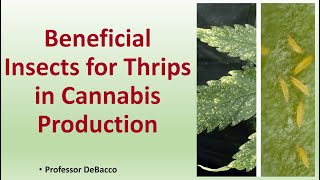 Beneficial Insects for Thrips in Cannabis Production screenshot 5