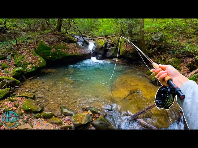 Fly Fishing for MY BIGGEST BROOK TROUT EVER!! (New PB) 